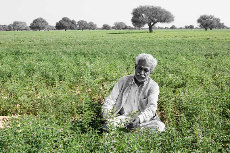 Chattar Singh Jam, the Water Wizard of Thar Desert, inspecting gram crop ('chana') cultivated in Derasar 'khadin' in Jaisalmer district, Rajasthan